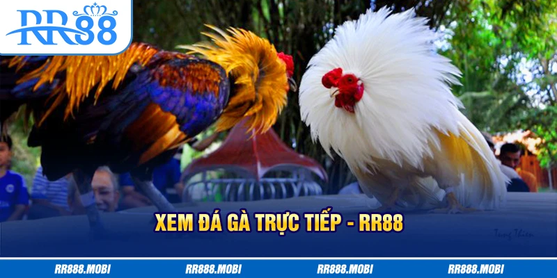 3 lựa chọn trong cá cược đá gà