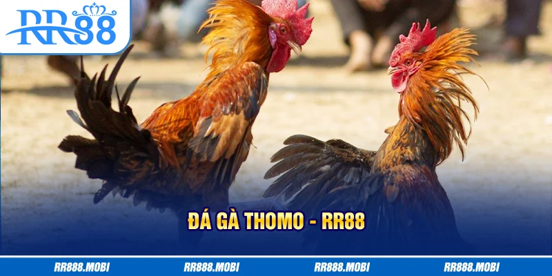 Chiến binh tham gia đá gà Thomo cần có sức khỏe tốt