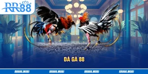 đá gà 88