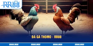 đá gà thomo