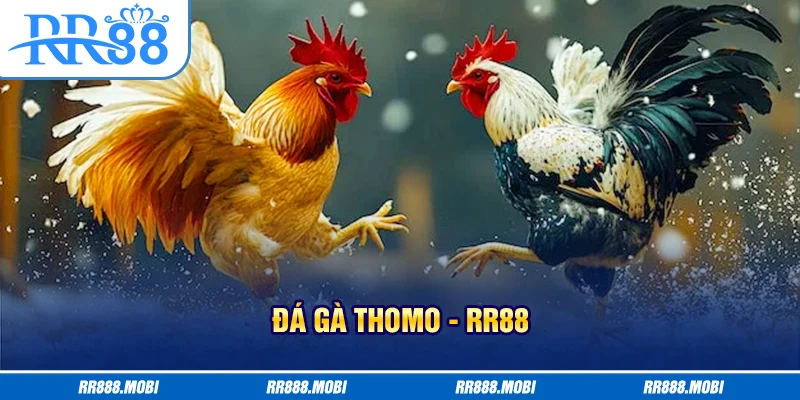 Trận đấu gà có 3 cửa dự đoán kết quả