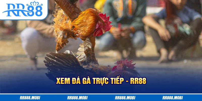 Xem đá gà trực tiếp Philippines dễ săn thưởng