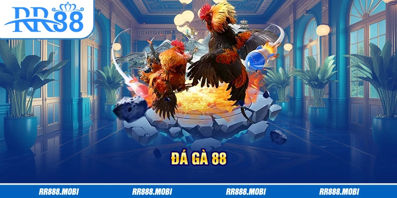 Xem trực tiếp 88 đá gà miễn phí tại RR88